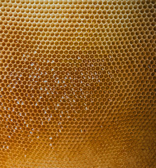 Square honeycomb with honey. Pattern of cells.