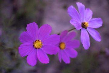 Close up view of beautiful purple flowers with blurred background. Sunny summer day.