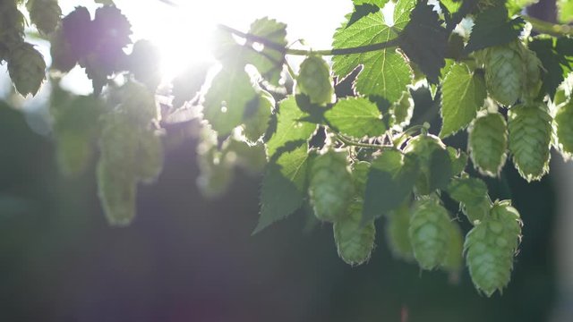 hops cones in front of backlight - slow motion; hd video shows hops umbels slowly moving in a light breeze