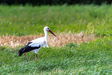 White Storks (Ciconia ciconia) in the Fields, Germany
