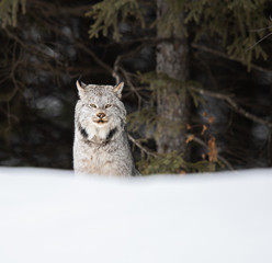 Canadian lynx in the wild