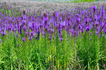 Naklejka premium Close up view of beautiful blooming flowers. The flower fields. Sunny summer day.