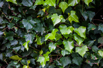 green leaves background