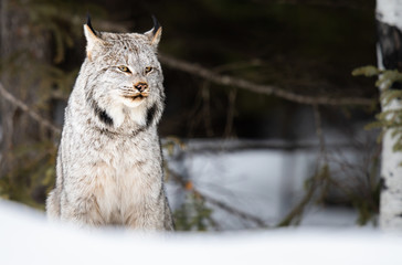 Canadian lynx in the wild