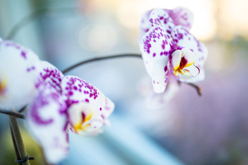 Orhidee on the windowsill with a beautiful bokeh. The picture calms the soul and relaxes the body .;)