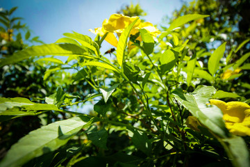 green leaves and blue sky