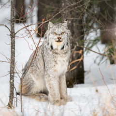 Canadian lynx in the wild