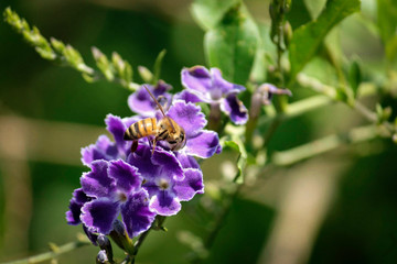 bee on lavender