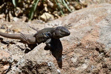 LAGARTO
