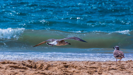 Fototapeta premium flying seagull over sandy beach and sea level