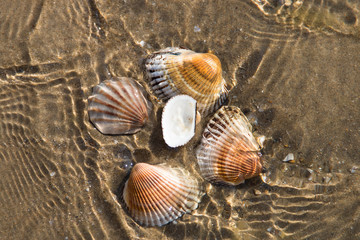 
seashells on a sandy bottom in shallow water