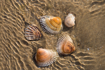 Fototapeta na wymiar seashells on a sandy bottom in shallow water