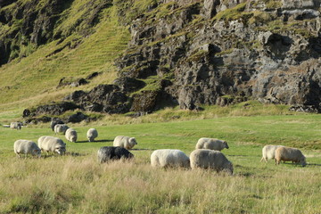 Icelandic sheep grazing on green grass with mountain and rocks in the background