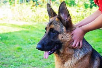 German shepherd portrait of a German shepherd. Pets