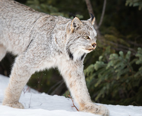 Canadian lynx in the wild