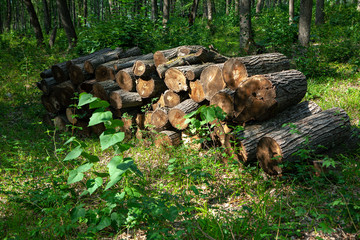 Deforestation logs . Pile of cut logs in the woodland