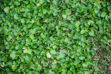 green leaves background