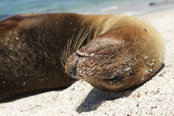 Galapagos sea lion relaxing on the sand