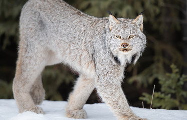 Canadian lynx in the wild