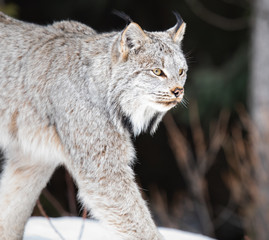Canadian lynx in the wild