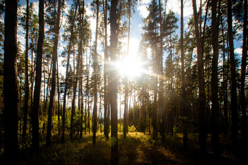 Pine forest and summer sun. Natural landscape. High quality photo