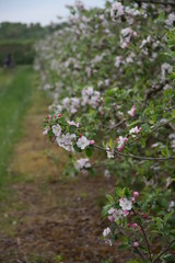 Kwitnąca jabłoń - obrazy, fototapety, plakaty