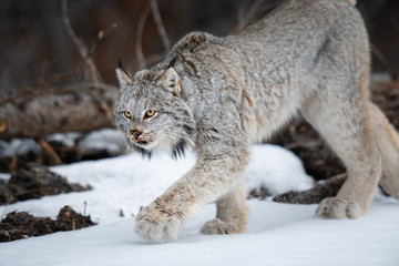 Canadian lynx in the wild © Jillian