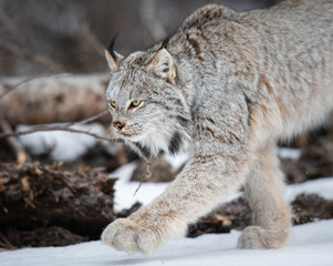 Canadian lynx in the wild