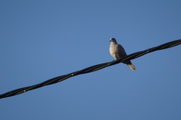 Collared Dove on Wire with Blue Sky