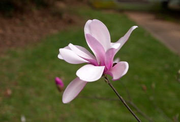 Pink Tulip Magnolia Flower Close Up