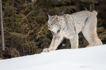 Canadian lynx in the wild