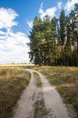 Fototapeta na wymiar Rural road and pine forest. Natural landscape. High quality photo