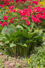 Thriving Hosta Plants, Flowering Azalea and Wildflowers in a Spring Garden