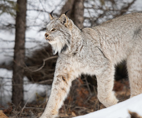 Canadian lynx in the wild