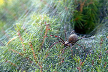 Funnel Weaver Spider Emerging From Its Lair