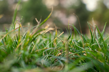 Autumn/summer and nature background concept, Closeup green grass field with blurred background