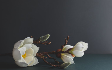 Minimal still life with branch of white magnolia on dark background..Festive floral greeting card....