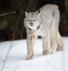 Canadian lynx in the wild © Jillian