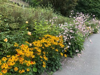 flowers in the garden