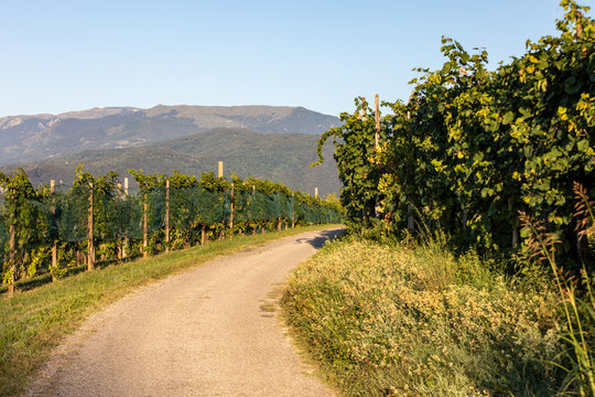 Picturesque hills with vineyards of the Prosecco sparkling wine region in Valdobbiadene, Italy.
