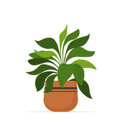 decorative houseplant planted in ceramic pot garden potted plants isolated vector illustration