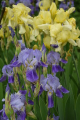 Irysy fioletowe © Anna