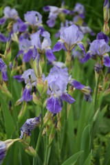 Irysy fioletowe © Anna