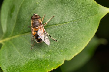 Syrphid Fly (Eristalis) on a green leaf. Close-up.