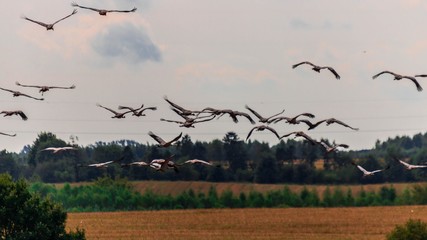 Ptaki © Piotr