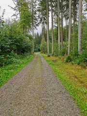 Fototapeta na wymiar beautiful forest path in the rainy forest. high quality photo!