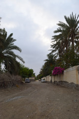 Fototapeta na wymiar street landscape photo natural view clouds, dates tree plants grass city life, building blue sky nature palm date scenery outside wallpaper background