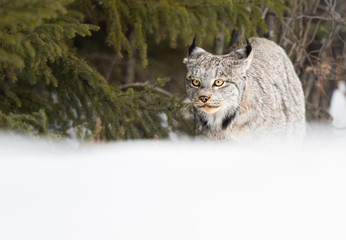 Canadian lynx in the wild