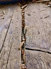 old wood photographed as a close-up. high quality photo!