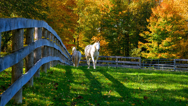 Horse Farm With Fences In Fall Color In Ontario, Canada.